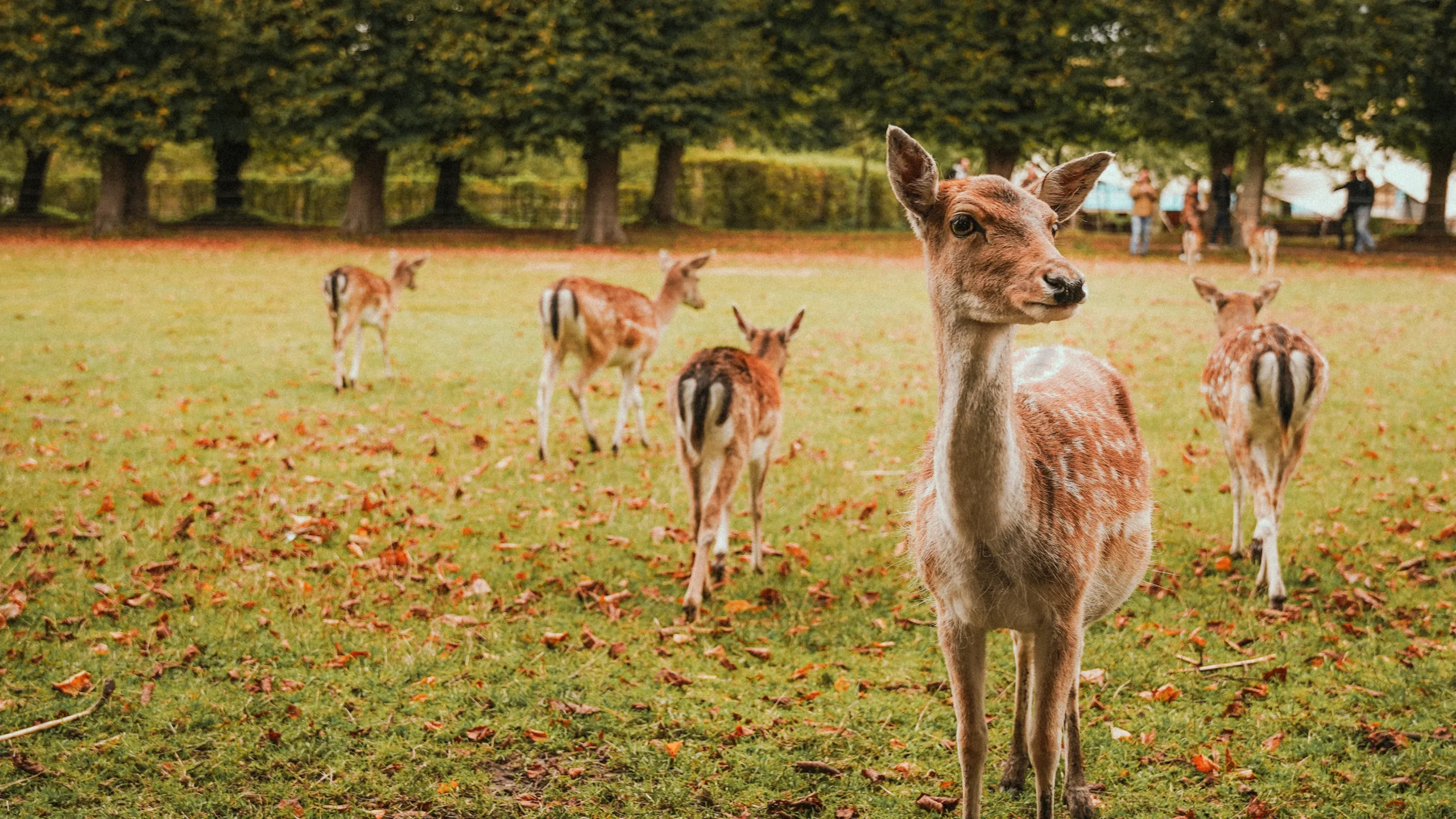 cervatillo en el parque de del mollo en el ripolles copia